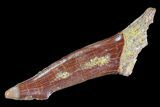 Cretaceous Giant Sawfish (Onchopristis) Rostral Barb #72738-1